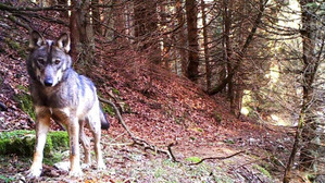 Alle Risorgive del Bacchiglione si seguono le orme