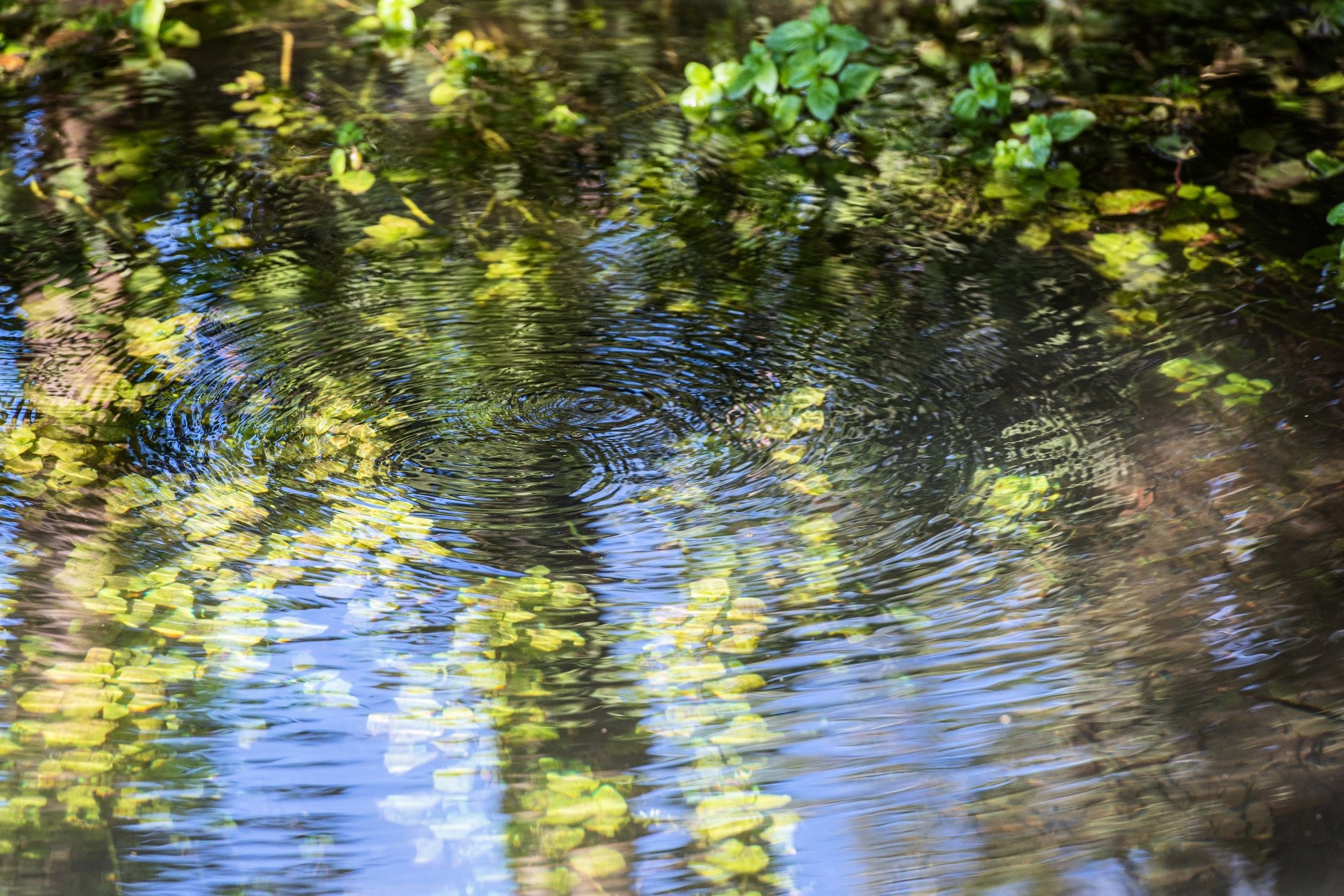 Un ciclo di conferenze dedicate all'acqua e organi