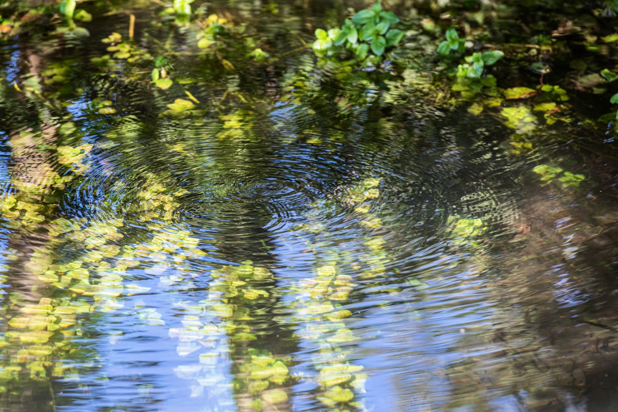 Viacqua insieme all’Istituto Agrario Parolini per 